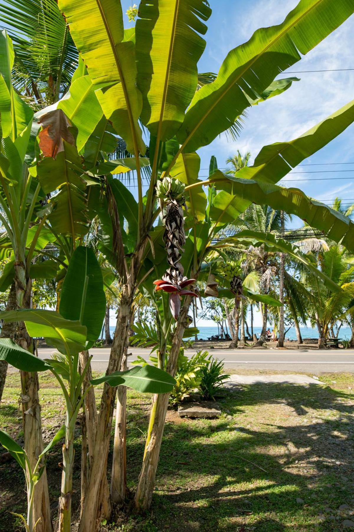 Casa Blanca Beachfront House With Shared Pool Access Pangea Lodge Manzanillo  Exterior photo